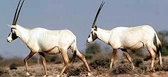 Oryx de Arabia (foto de Hartmut Jungius) Oryx de Arabia (foto de Hartmut Jungius)